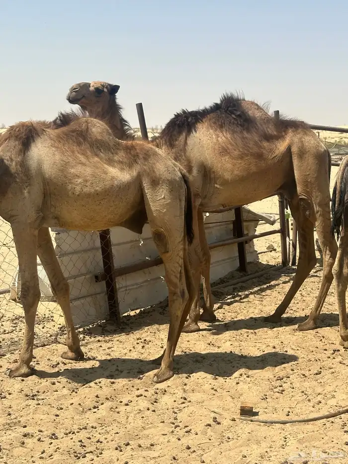 قعدان طيبه 0