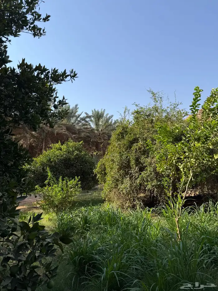 استراحة العلا 14