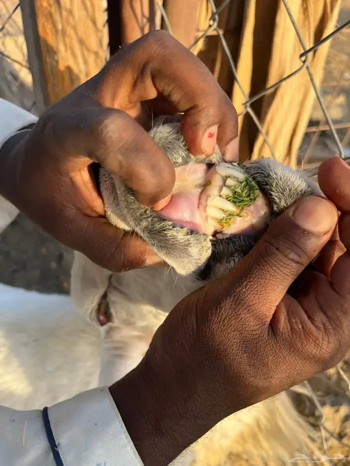 طلي حري مشروط (تم البيع) 5