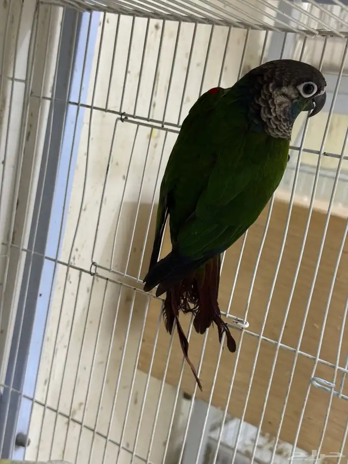 ذكرين كنيور بيرلي و مون شك تم البيع 1