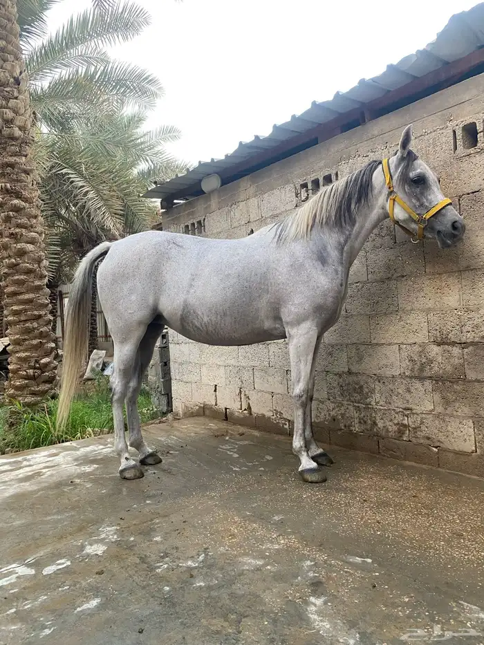 فرس عربية شعبية 5