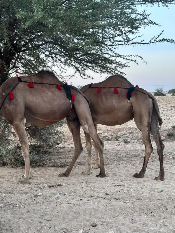 ابل سواحل لقح 6