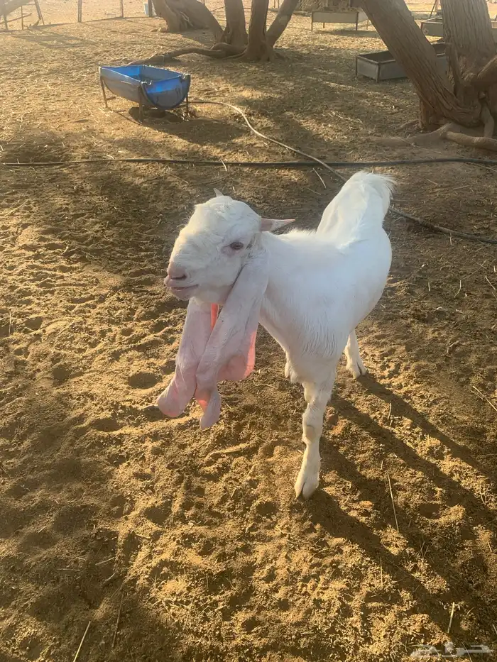 تيس ابيض مشروع فحل 3