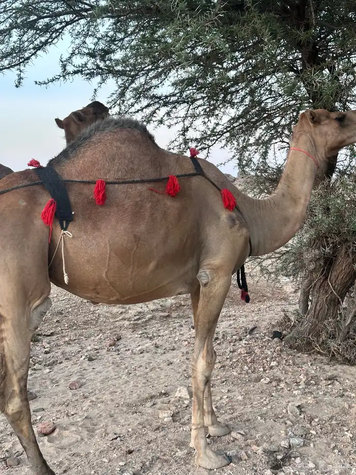 ابل سواحل لقح 5
