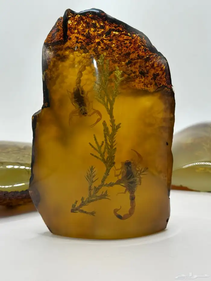 قطع كهرمانيات فسفوري مضيء محشر عقارب وأحياء بحريه 3