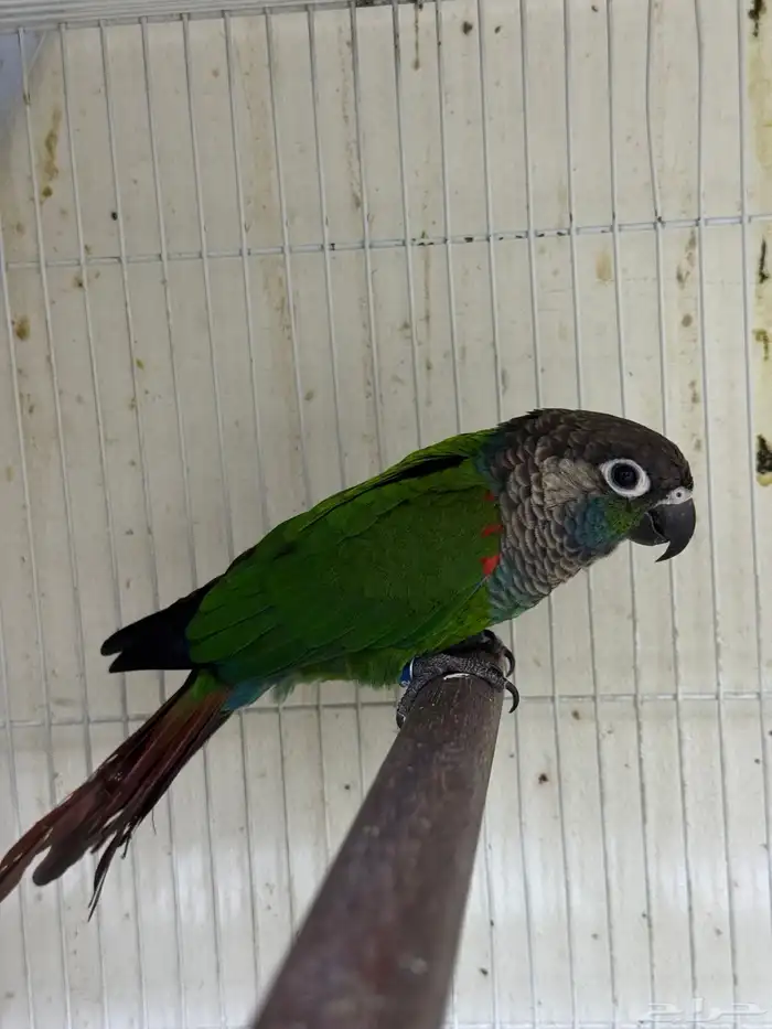 ذكرين كنيور بيرلي و مون شك تم البيع 0