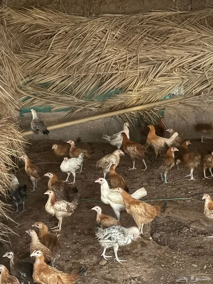 دجاج بلدي وفيوم العمر اربع شهور 0