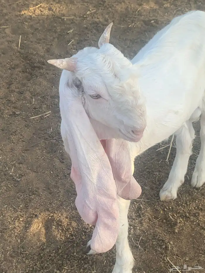 تيس ابيض مشروع فحل 1