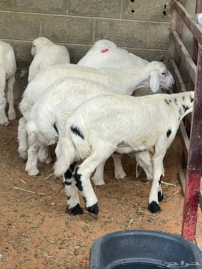 هرافا لباني حري هرفي حري لباني بري 2