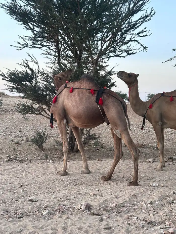 ابل سواحل لقح 4