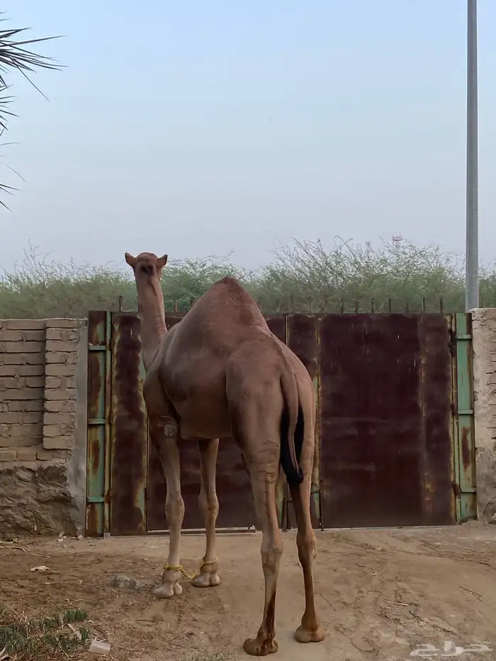 قعود مشروع فحل 0