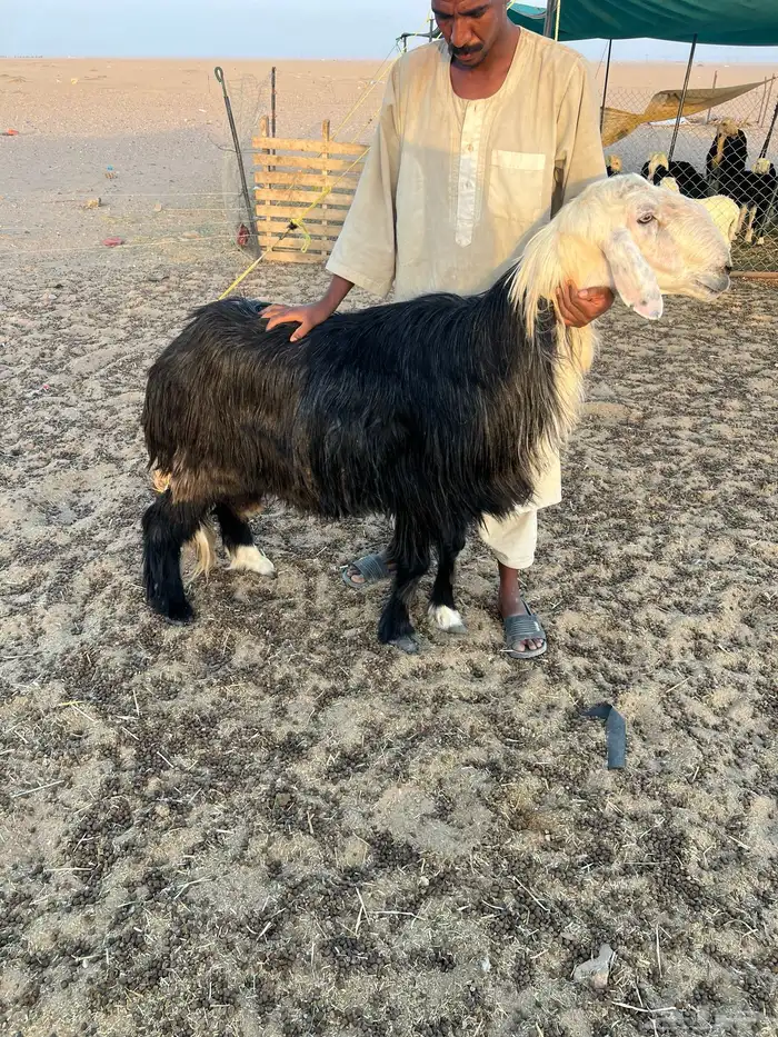 فحل نجدي شرط النسف 0