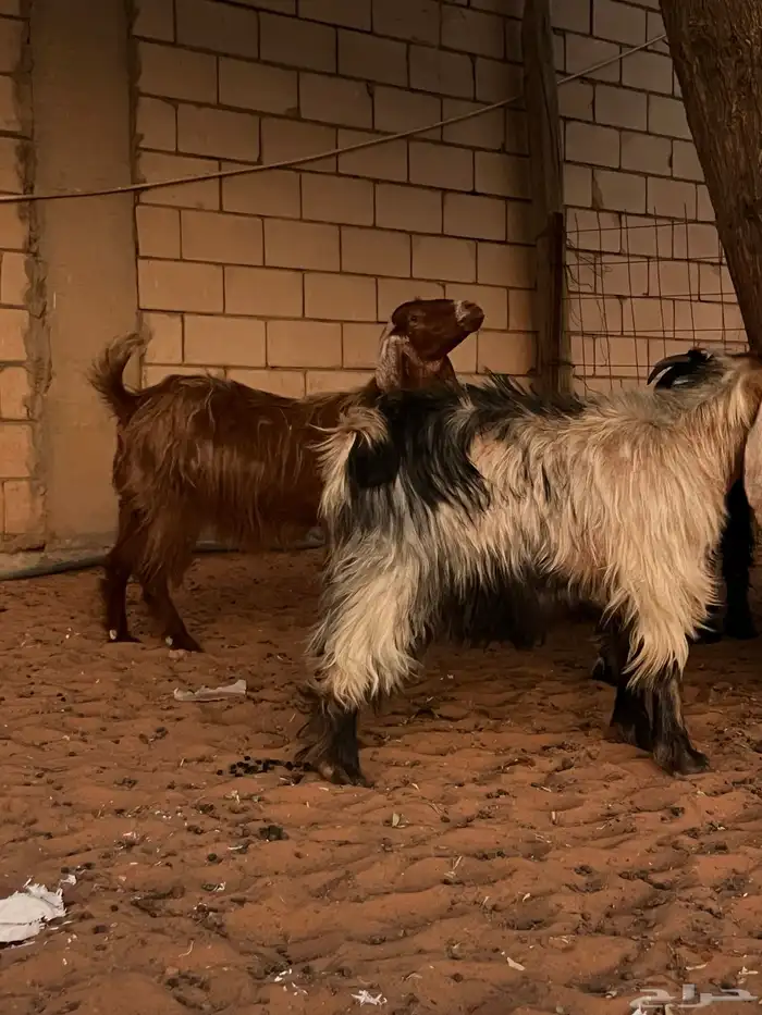 معزا للبيع 14