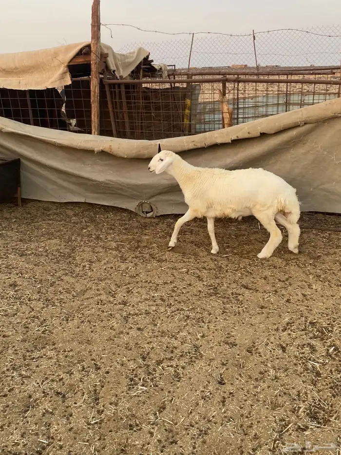 طلي حري تبريكه جبر ونظيف 3