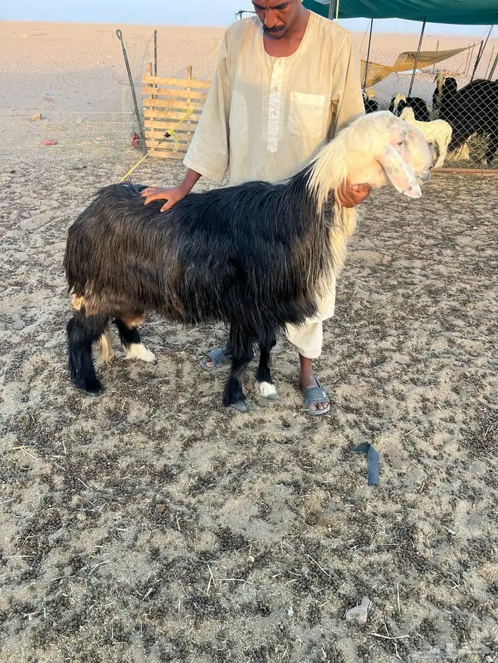 فحل نجدي شرط النسف 4