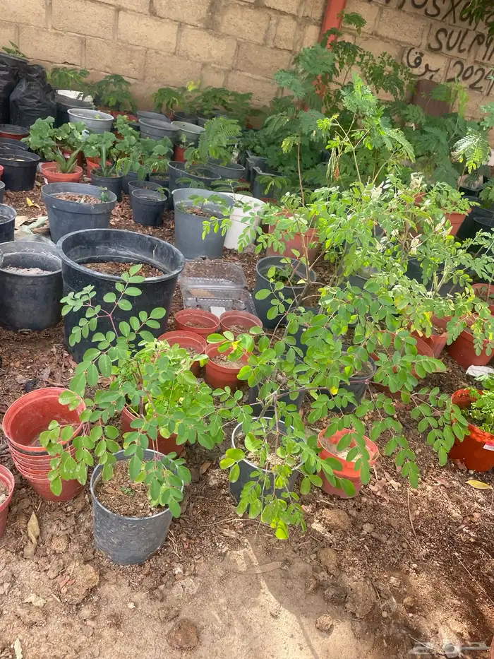 شتلات مورينقاء الطول 25ص السعر 10ريال متوفر كميه 0