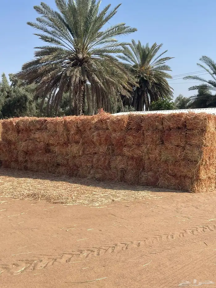 ذرة اعلاف للبيع 0