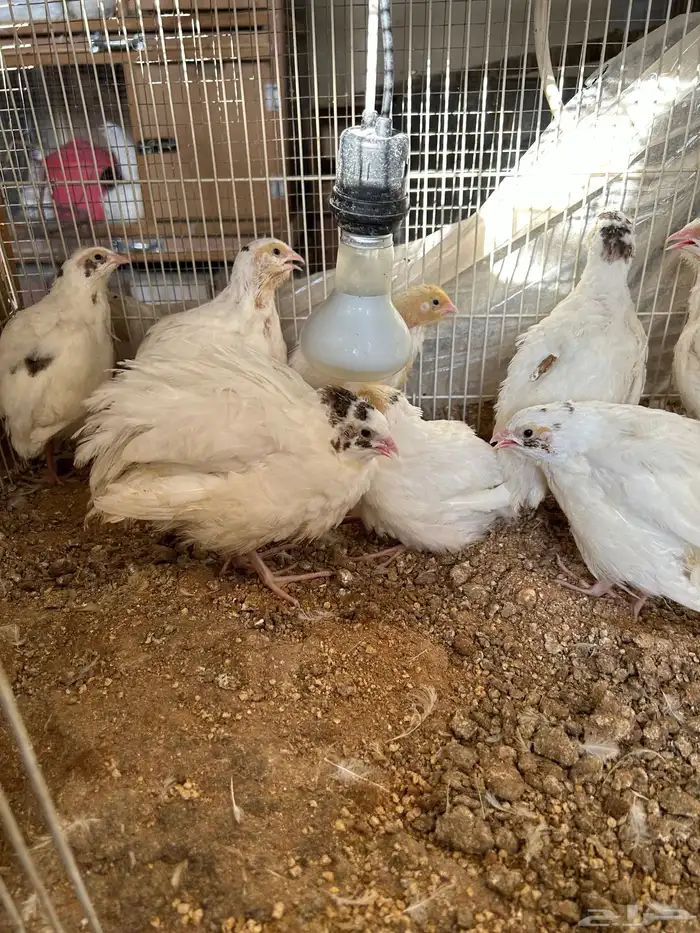 سمان تكساس تم البيع 2