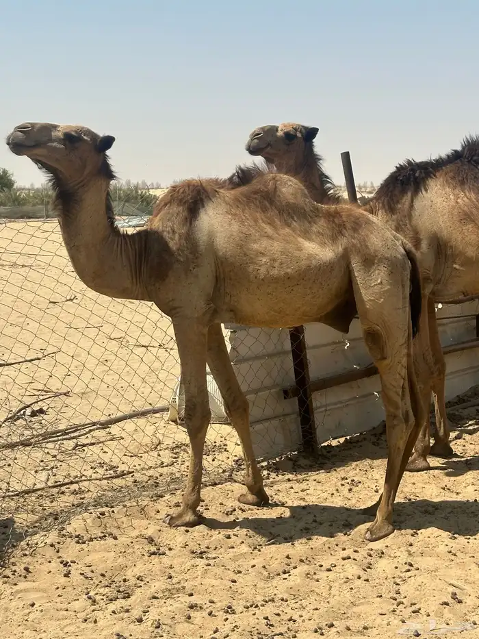قعدان طيبه 1