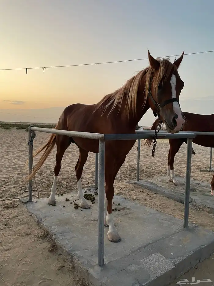 خيل حفيد مروان الشقب 2
