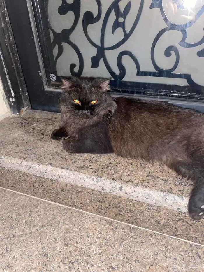 تبني قطوه   القطو ضايع حصلته  شرط تخاف الله فيها 0