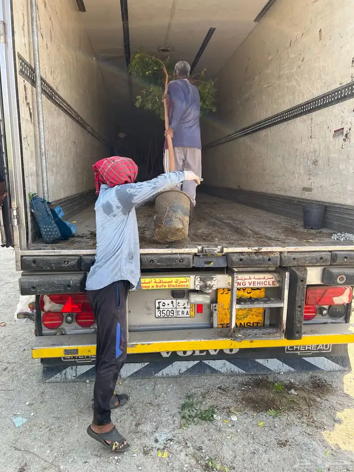 مشتل ومشاتل نباتات ظل وزينه نيم نخيل بونسيانا مورينجا 11