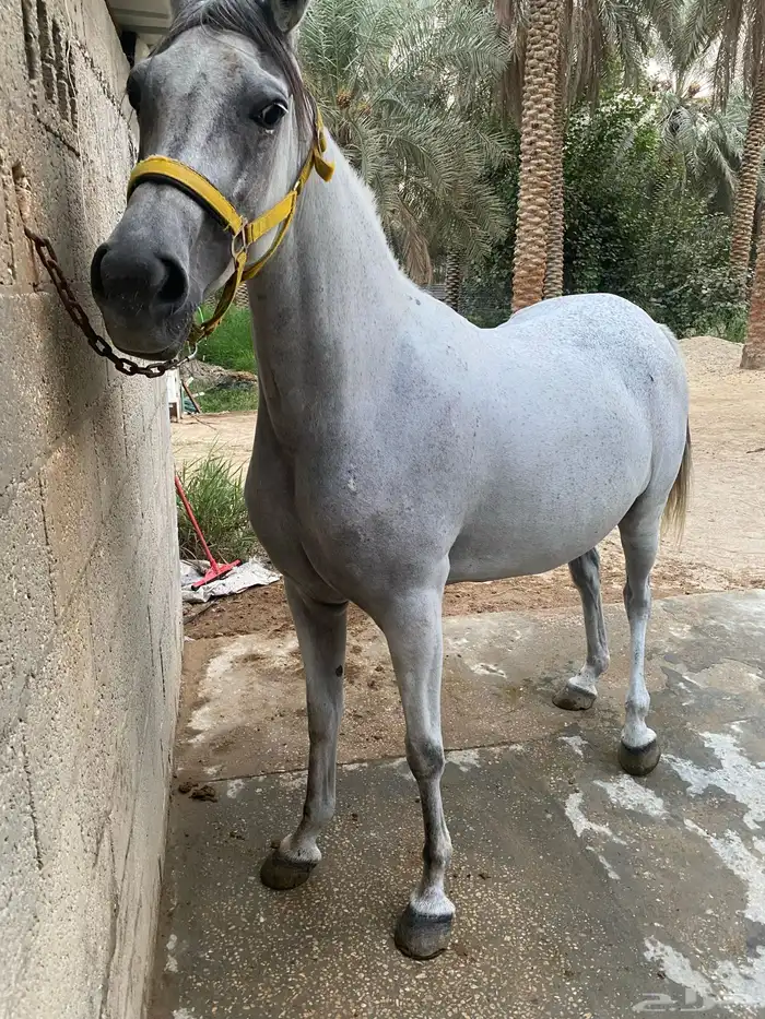 فرس عربية شعبية 2