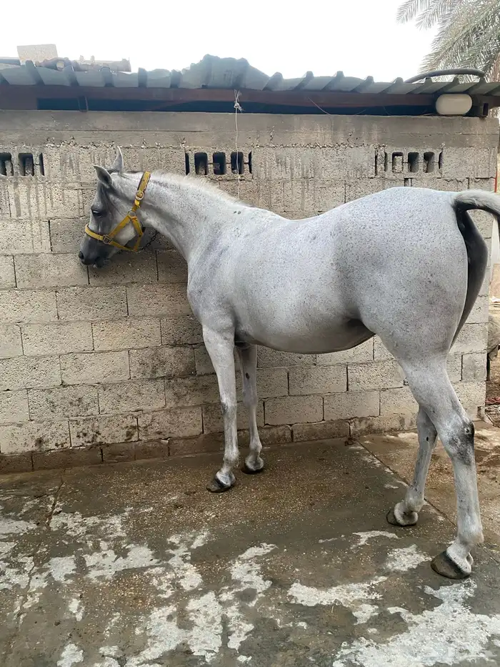 فرس عربية شعبية 7