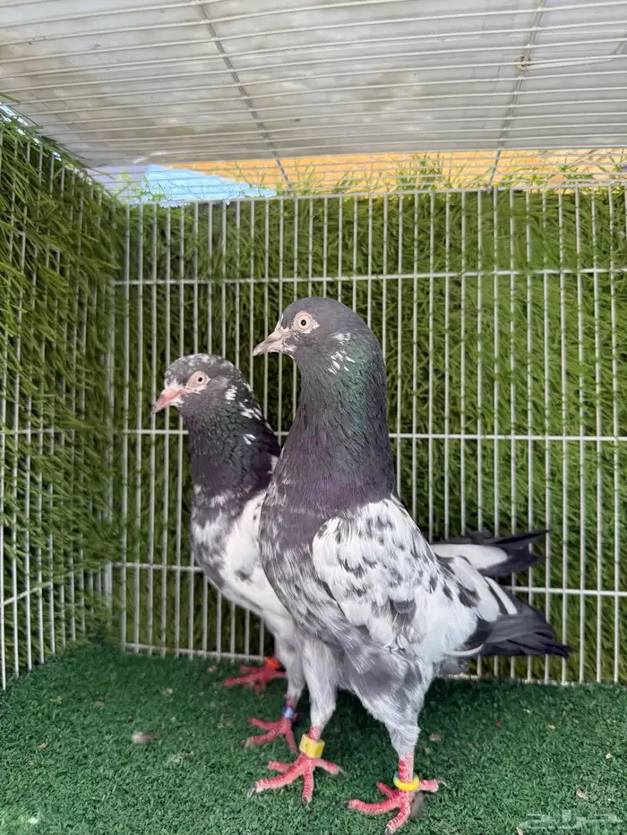 جوز تيدي اساس توب مستوى 5