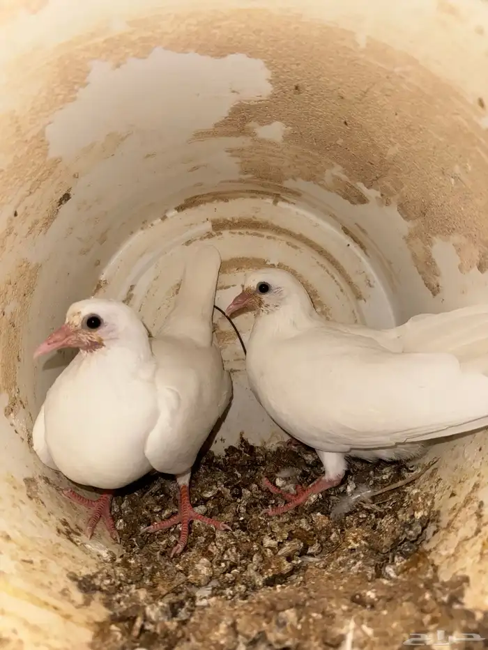 فروخ حمام لاحم فرنسي وبط آكله ذره ودخن وحلبه ومكعب وشعير طعم 4
