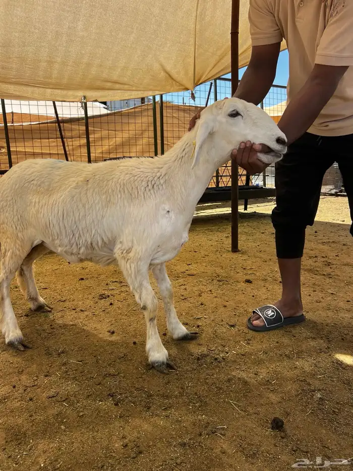 رخال ثلاجة 2