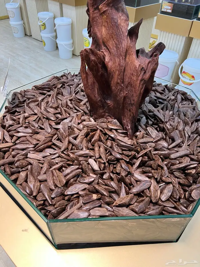 عود بايلوت 1200 ريال سعر الكيلو 0