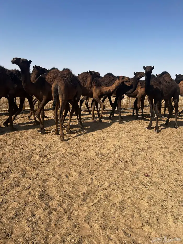 قعود لباني 15