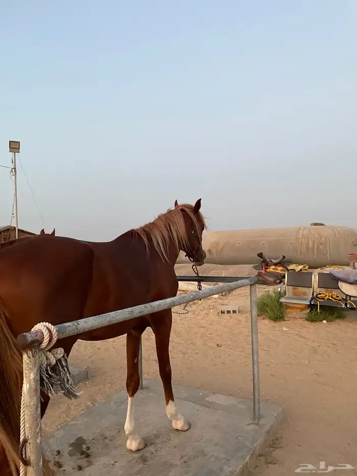 خيل حفيد مروان الشقب 3