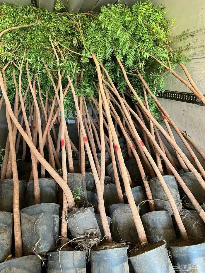 مشتل ومشاتل نباتات ظل وزينه نيم نخيل بونسيانا مورينجا 10