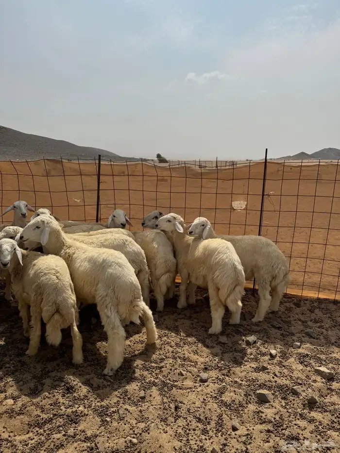 راحتك علينا.. ذبح وتقطيع وتوصيل في جدة 1