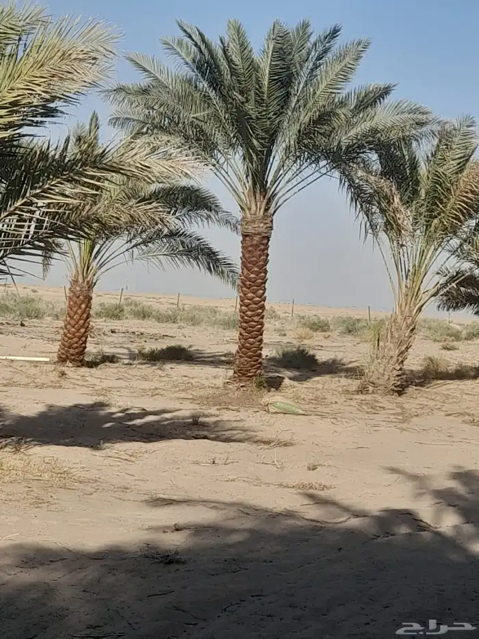 تتوفر جميع أنواع النخل 0