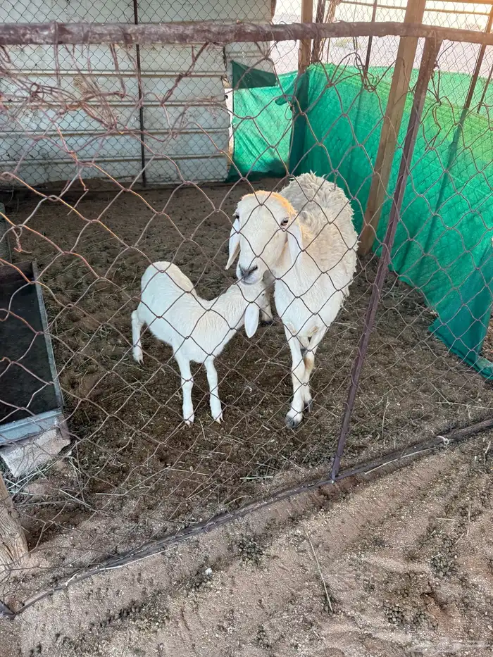 شاه حريه والد 2