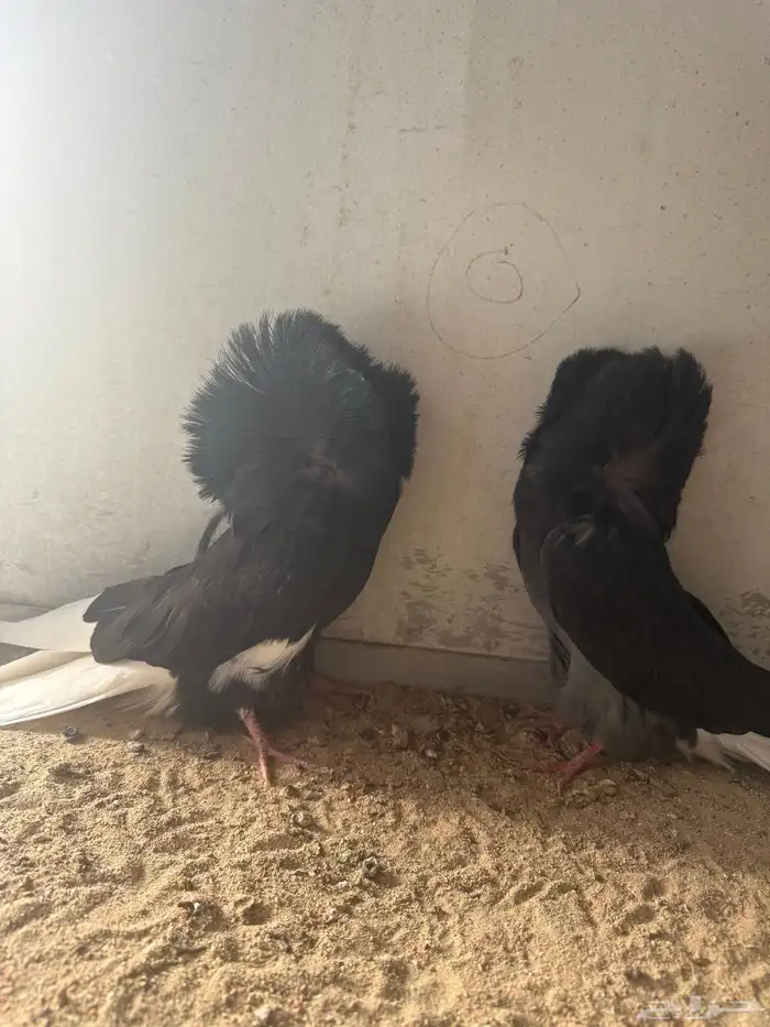 طبات فرايد حوامل رديوس 2