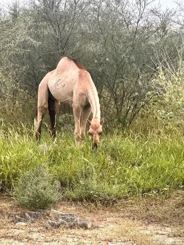 حشوان قعدان بلدي 1
