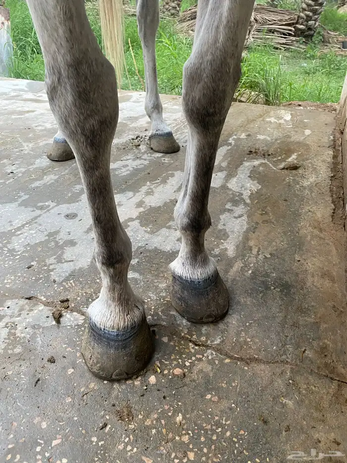 فرس عربية شعبية 4