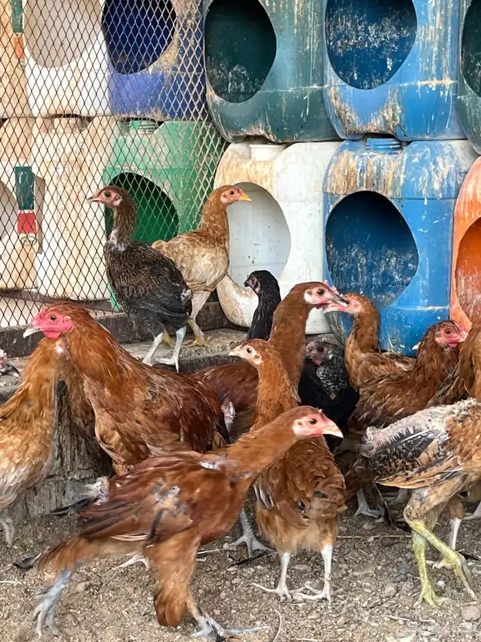 دجاج مخلط وديكه 5 شهور الموقع طبرجل 1