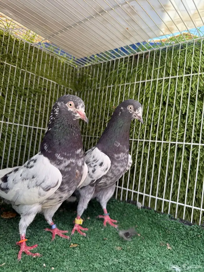 جوز تيدي اساس توب مستوى 4