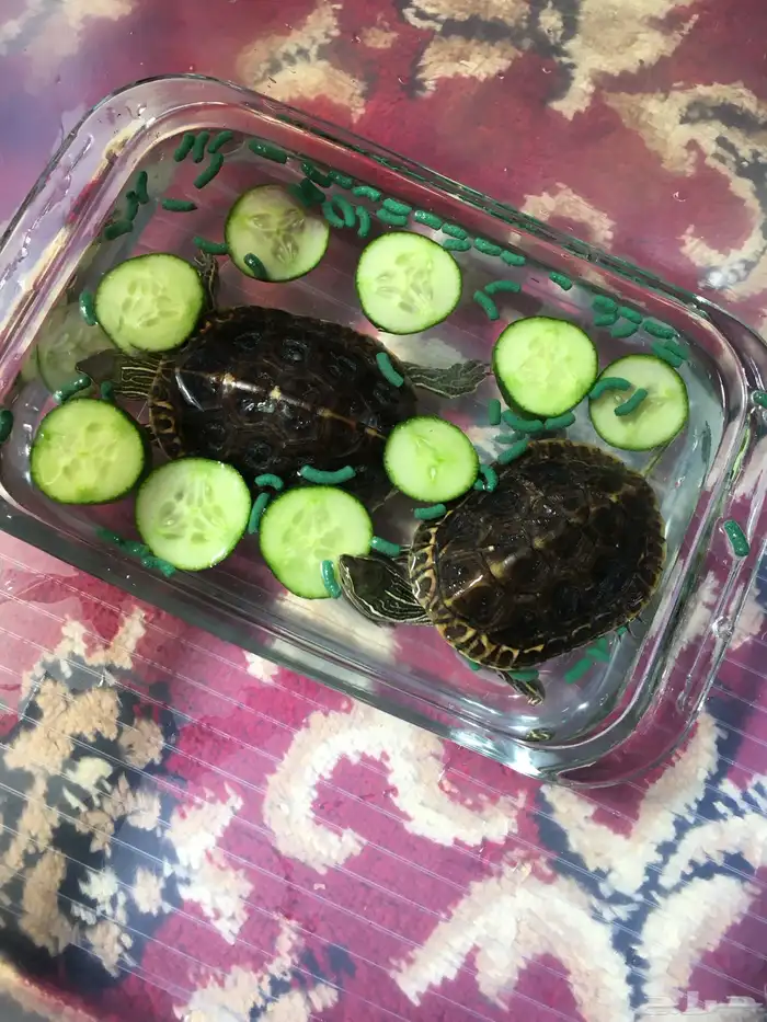 سلاحف برمائيه 0