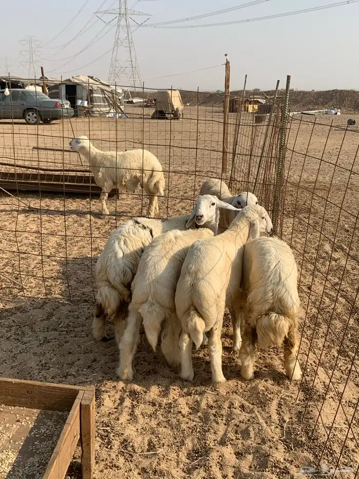 ذبايح حري طليان ذبائح مناسبات ثلاجه يوجد صلخ وتوصيل اقل سعر 4