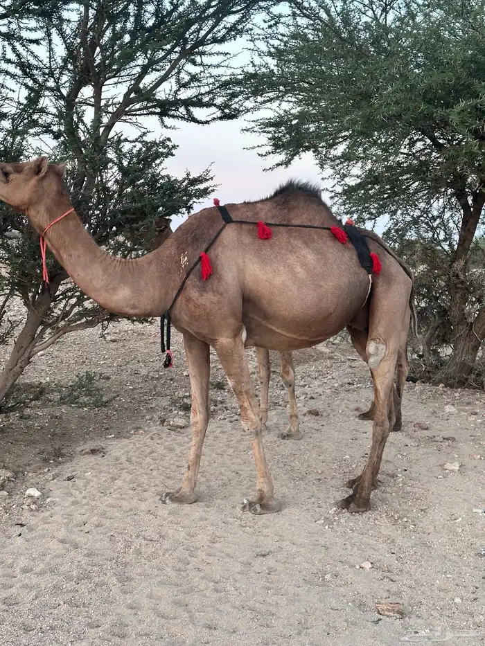 ابل سواحل لقح 8