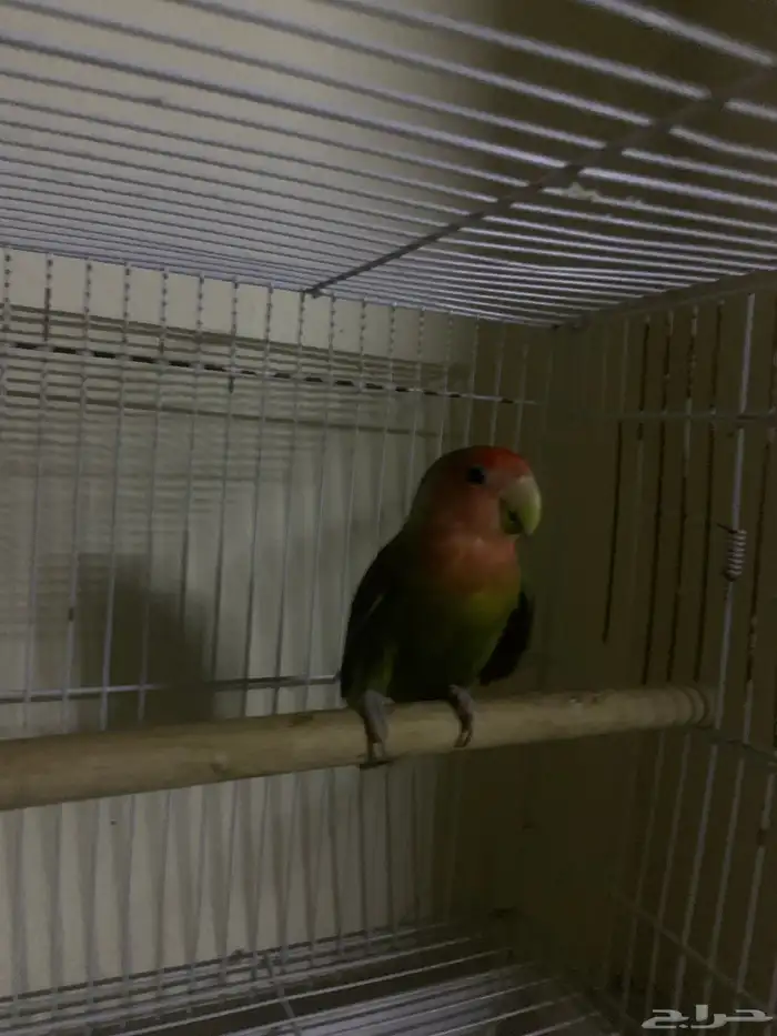 عندي طير للبيع 1