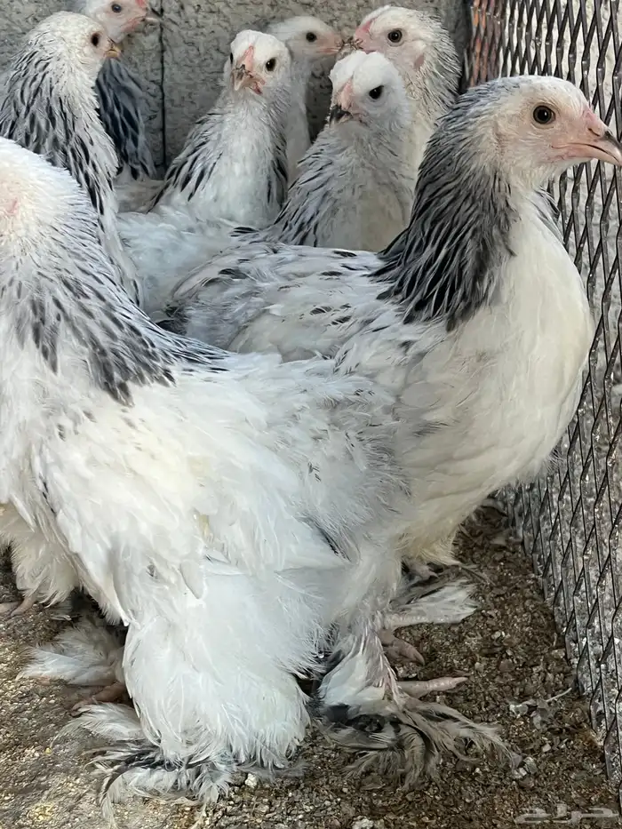 فروخ براهما كلومبي TOP 5