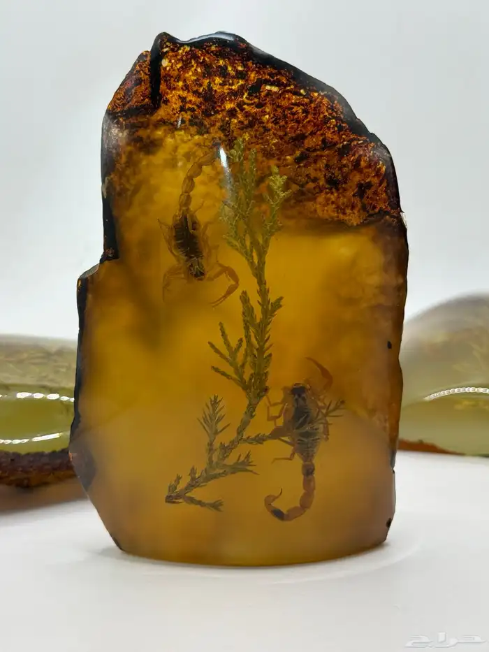 قطع كهرمانيات فسفوري مضيء محشر عقارب وأحياء بحريه 5