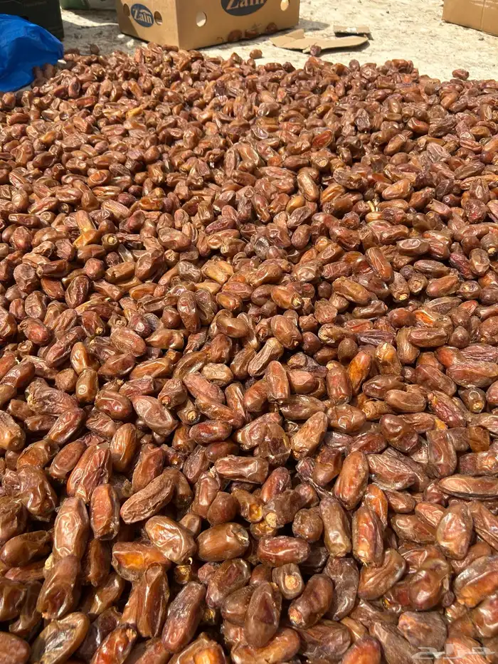 تمر صفري بيشه حبه كبيره 2